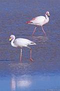 紅鶴 (James flamingo)