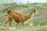 駱馬 (llama)
