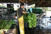 香蕉包裝工場