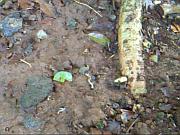  螞蟻搬樹葉 (22 秒短片)