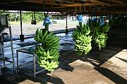 從外窺看香蕉工場