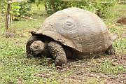 加拉巴哥象龜
