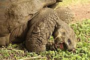進食中的加拉巴哥象龜