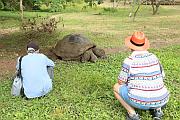 遊客看加拉巴哥象龜