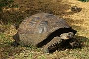 加拉巴哥象龜