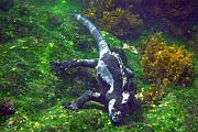 水中正在覓食的海鬛蜥