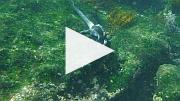  水中的正在覓食的海鬛蜥 (15 秒短片)