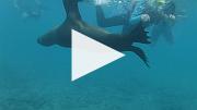  與海獅共泳 (12 秒短片)