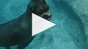  與海獅共泳 (36 秒短片)