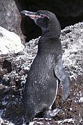 加拉帕戈斯企鵝