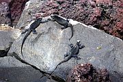 曬太陽中的海鬣蜥