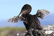 弱翅鸕鶿 (flightless cormorant)