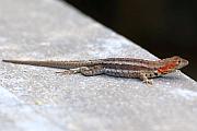 Lava lizard