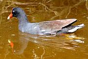 Common gallinule