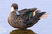 White-cheeked pintail duck