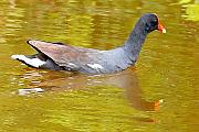 Common gallinule