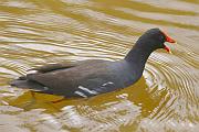 Common gallinule