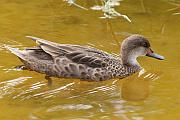 White-cheeked pintail duck