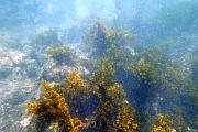 Punta Moreno 的海底世界
