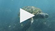  綠海龜 (15 秒短片)