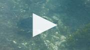  魚 (13 秒短片)