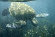 浮潛看綠海龜