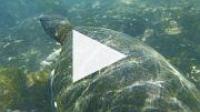  綠海龜 (10 秒短片)