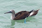 藍腳鰹鳥