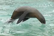 海中的海獅