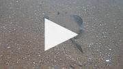  紅沙灘的 Marble ray (18 秒短片)