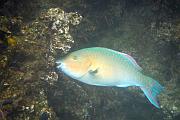 Blue-chin parrotfish