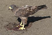 沙灘上進食獵物的鷹
