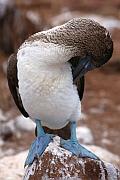 藍腳鰹鳥