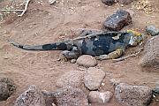 陸鬣蜥