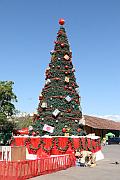 廣場上的聖誕樹