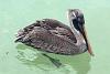 厄瓜多爾.加拉帕戈斯群島 (Galapagos Islands) - Isla Isabella (Puerto Villamil):鵜鶘 (pelican) 按下放大