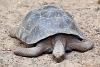 厄瓜多爾.加拉帕戈斯群島 (Galapagos Islands) - Isla Isabella (Puerto Villamil):象龜繁殖中心.加拉巴哥象龜(Galápagos giant tortoise) 按下放大