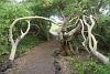 厄瓜多爾.加拉帕戈斯群島 (Galapagos Islands) - Isla Isabella (Puerto Villamil):往象龜繁殖中心的步道 按下放大